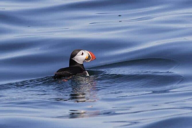 Sightseeing Around Nólsoy to see Puffins - Exploring the Faroe Islands from the Water: A Puffin and Seabird Adventure