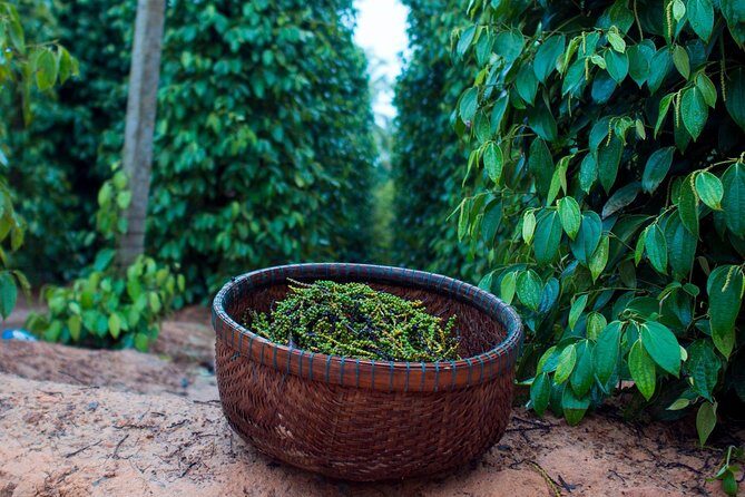 Sightseeing Northern Phu Quoc with Starfish Beach and Grand World - Price, Value, and Practicalities