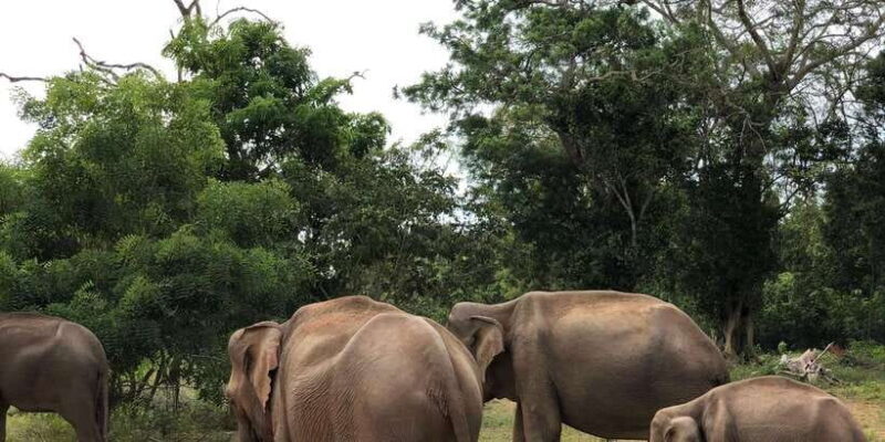 Sigiriya and Dambulla Private Full-Day Tour - Authentic Experiences and Real Traveler Feedback