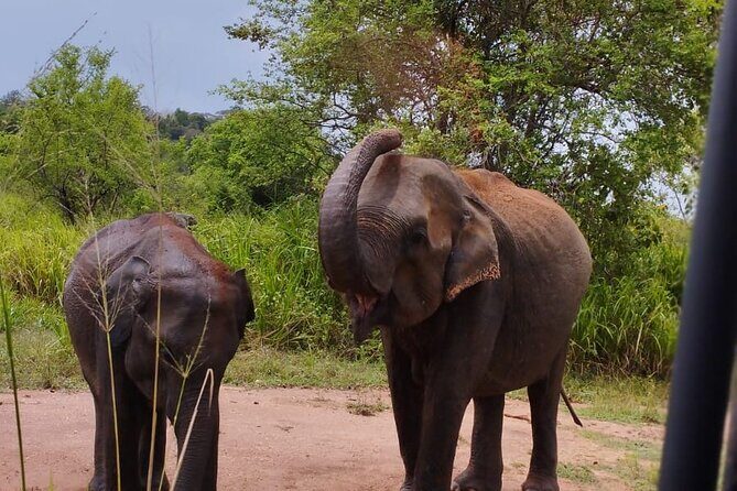 Sigiriya, Dambulla and Minneriya National Park Private Tour In - Practical Details and What You Should Know