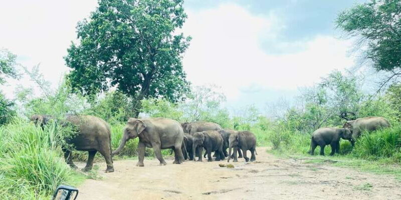 Sigiriya/Dambulla/Habarana: Minneriya National Park Safari - Who Will Love This Tour?