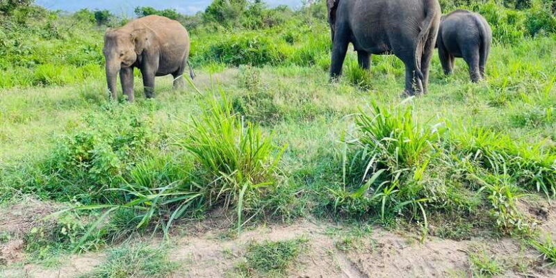 Sigiriya/Dambulla/Habarana: Minneriya National Park Safari - FAQ