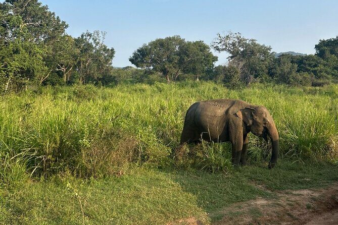 Sigiriya Dambulla Wonders Day Trip from Kandy - The Sum Up