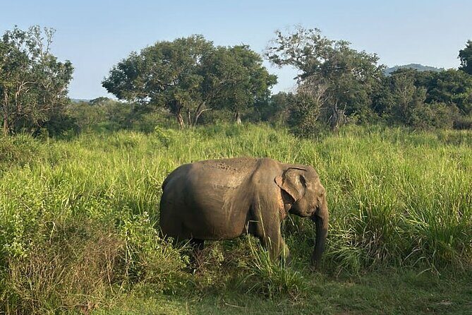 Sigiriya Dambulla Wonders Day Trip from Kandy - Frequently Asked Questions