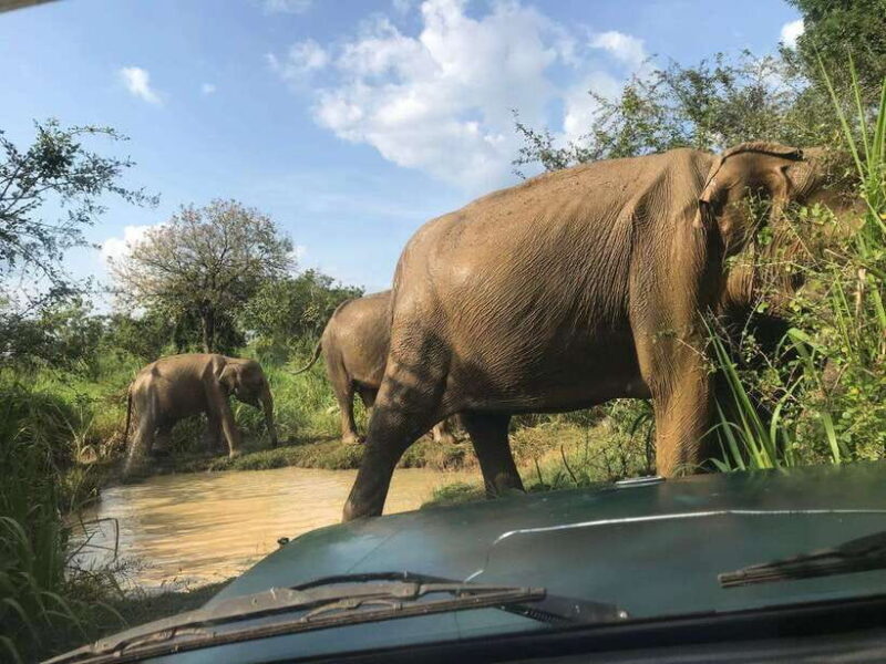 Sigiriya day tour from kandy with elephant safari(privet) - Final Word
