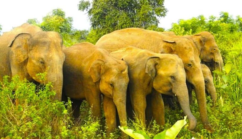 Sigiriya Fortress and best Wildlife Safari Tour - Exploring the Day in Detail