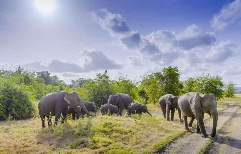 Sigiriya Fortress and Wildlife Safari from Colombo - FAQs