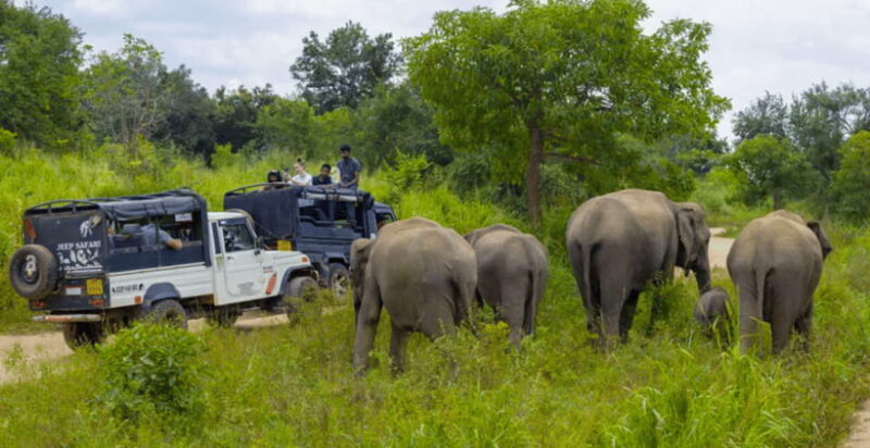 Sigiriya Fortress and Wildlife Safari from Kandy - Authentic Feedback and Insights