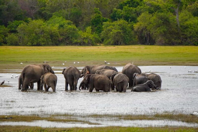 Sigiriya Lion Rock Hike & Minneriya National Park Safari - Key Points