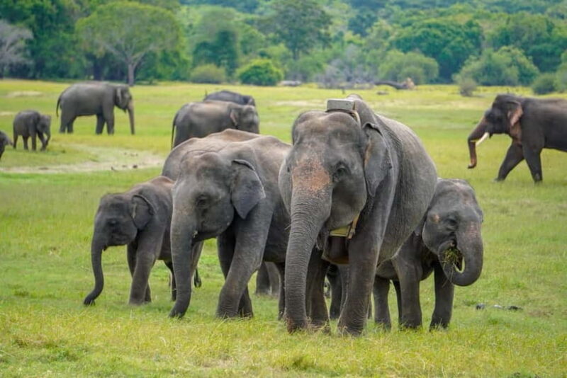 Sigiriya Lion Rock Hike & Minneriya National Park Safari - An In-Depth Look at the Tour Experience