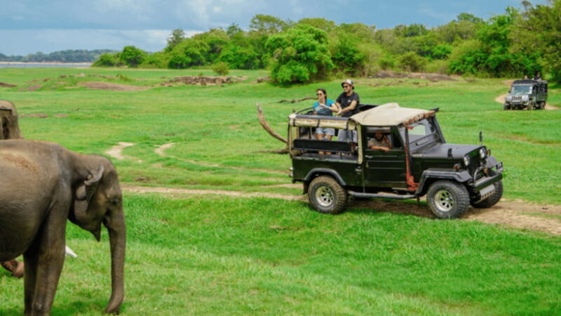 Sigiriya Lion Rock & Minneriya National Park Elephant Safari - Authentic Experiences That Leave a Lasting Impression