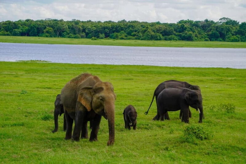 Sigiriya: Lion Rock & Minneriya Safari Full Day Private Tour - Key Points