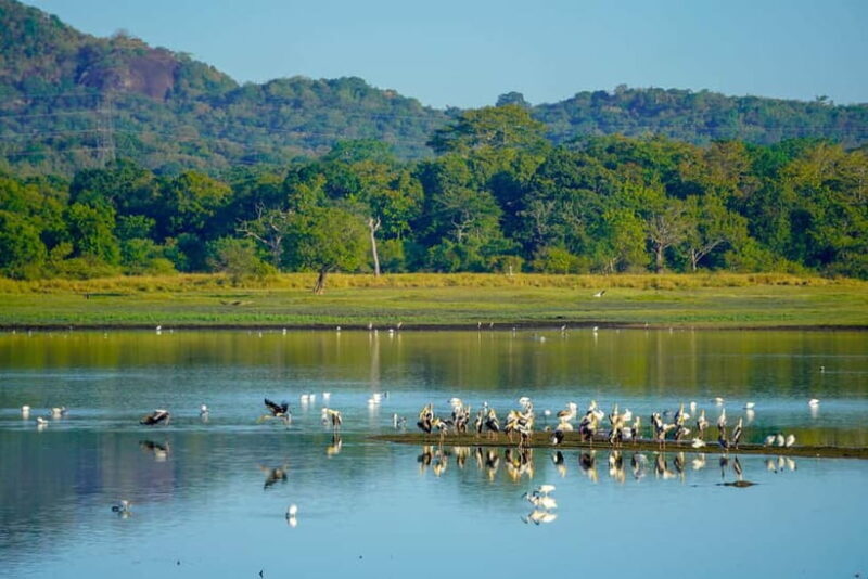 Sigiriya: Lion Rock & Minneriya Safari Full Day Private Tour - Exploring Sri Lanka’s Cultural and Natural Treasures in One Day