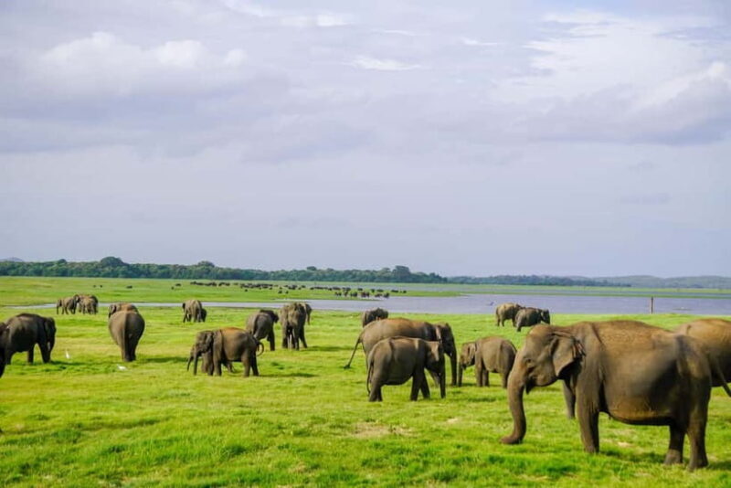 Sigiriya: Lion Rock & Minneriya Safari Full Day Private Tour - Practical Tips for a Great Day