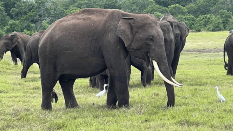 Sigiriya: Lion Rock & Minneriya Safari Full Day Private Tour - What Travelers Say About This Tour