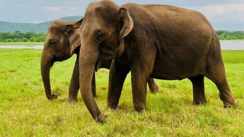 Sigiriya: Lion Rock & Minneriya Safari Full Day Private Tour - The Sum Up