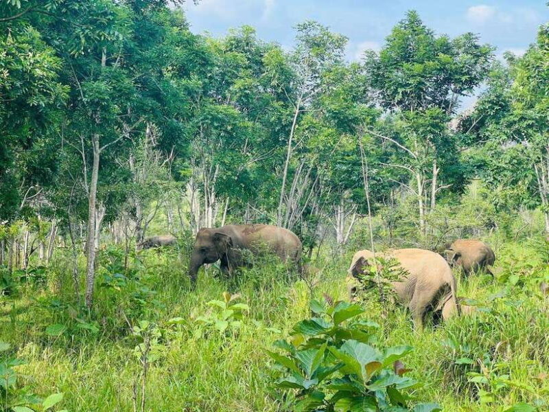 Sigiriya Rock , Dambulla Cave Temple Day Tour from Kandy - A Full-Day Exploration of Sri Lanka’s Cultural and Natural Wonders from Kandy