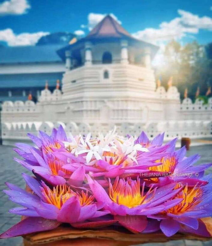 Sigiriya To Kandy Private Transfer: Visit Dambulla Temple - Exploring Sri Lanka: Sigiriya to Kandy by Private Transfer with Dambulla Stop