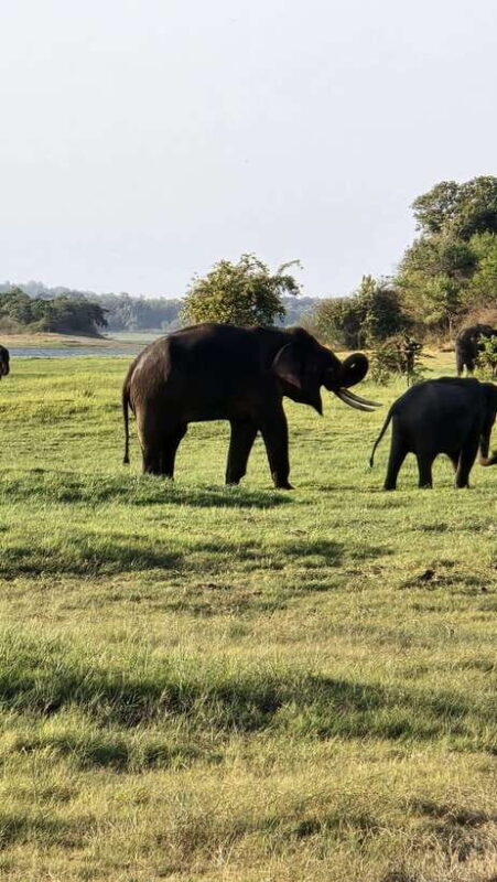 Sigirya's Wildlife Experience - Who Is This Tour Best For?