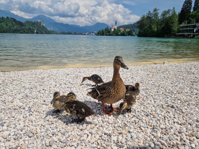 Sigismundi Luxury Adventures Breathtaking Bled All Inclusive - Final Thoughts