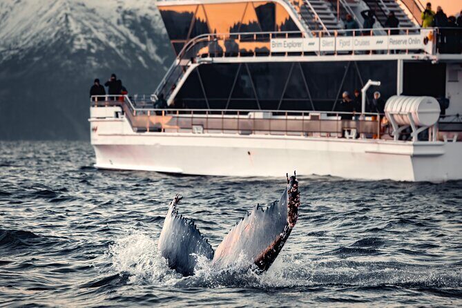 Silent Whale Watching - A Deep Dive into the Silent Whale Watching Experience
