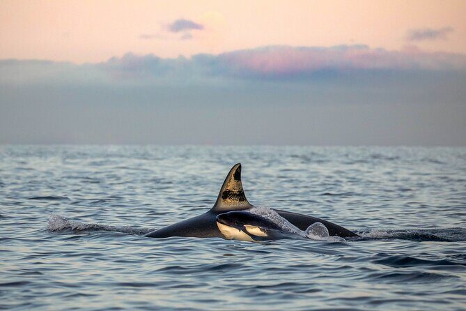Silent Whale Watching - What the Itinerary Looks Like