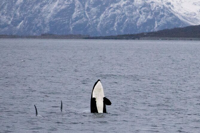 Silent Whale Watching - Practical Tips for Your Trip