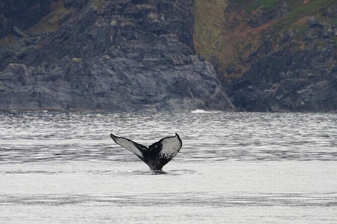 Silent Whale Watching - FAQ