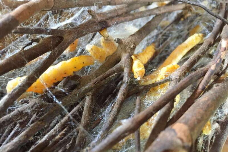 Silk Island Cruise and Tours with English Speaking Guide - The Sum Up