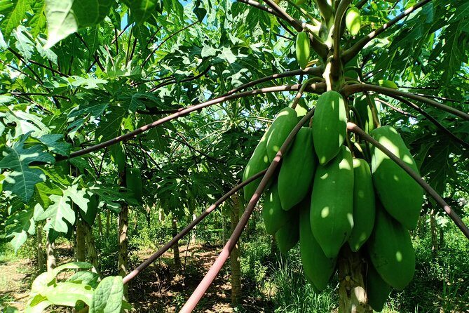 Silk Island Cycling Adventure & lunch with locals - What Sets This Tour Apart