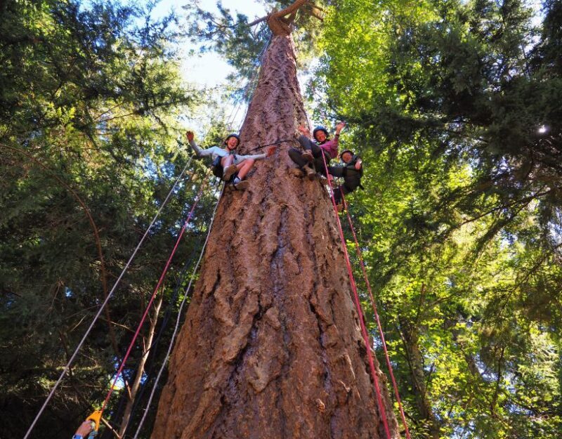 Silver Falls: Old-Growth Tree Climbing Adventure - Exploring the Experience: What to Expect