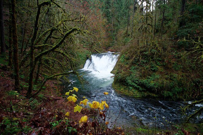 Silver Falls Private Hike Tour - A Deep Dive into the Silver Falls Private Hike Tour