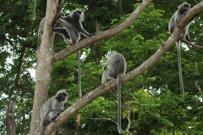 Silver Leaf Monkeys and Firefly Tour with Boat Ride and Seafood Dinner - Who Will Love This Tour?