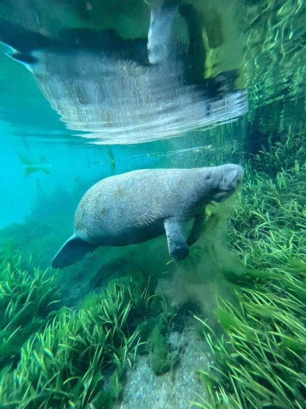 Silver Springs: Clear Kayak Eco-Tour with Manatee Viewing - Practical Considerations