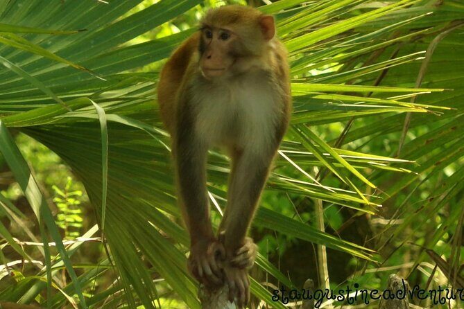 Silver Springs Clear Kayak Manatee, Monkey & Wildlife Adventures - Discover Silver Springs: Kayaking with Wildlife in Florida