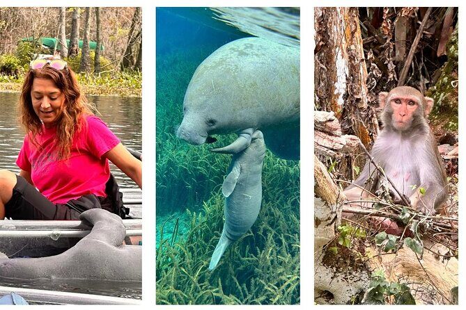 Silver Springs Clear Kayak Manatee, Monkey & Wildlife Adventures - A Deep Dive into the Silver Springs Experience