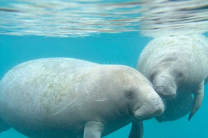 Silver Springs Clear Kayak Manatee, Monkey & Wildlife Adventures - The Sum Up