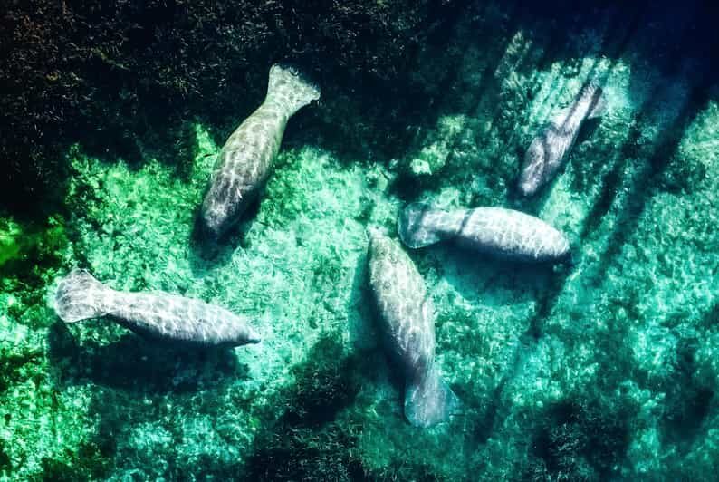 Silver Springs: Clear Kayak Manatee Season Tour - FAQs