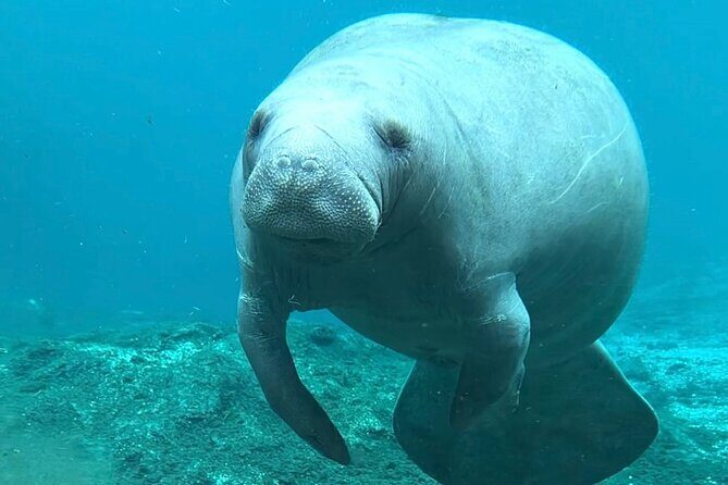 Silver Springs: Clear Kayaking Wildlife Tour - Starting Point and Ease of Access