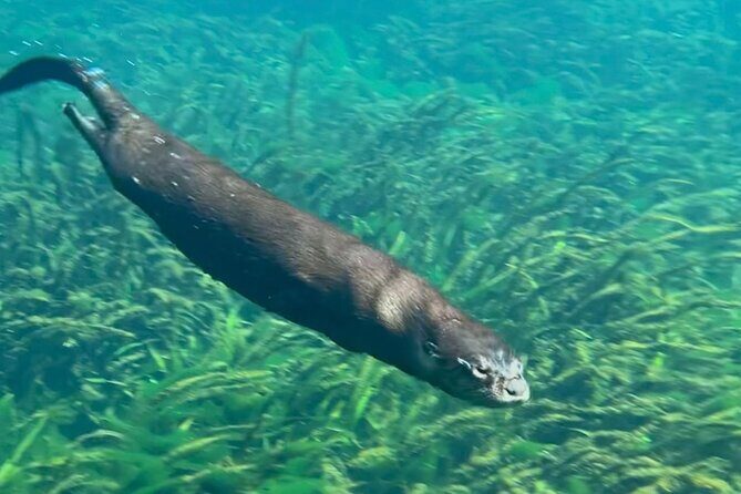 Silver Springs: Clear Kayaking Wildlife Tour - The Experience Value