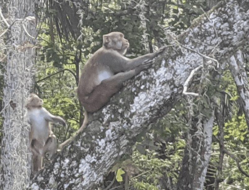 Silver Springs: Guided Clear Kayak or Paddleboard Gator Tour - Key Points