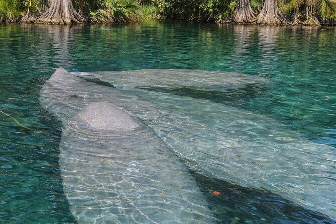 Silver Springs Guided Kayak Tour with Orlando Pick Up - An In-Depth Look at the Silver Springs Guided Kayak Tour