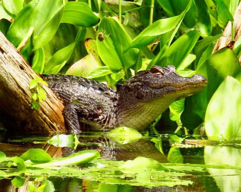 Silver Springs: Kayak or SUP Rental with Shuttle - Final Thoughts: Who Will Love This?