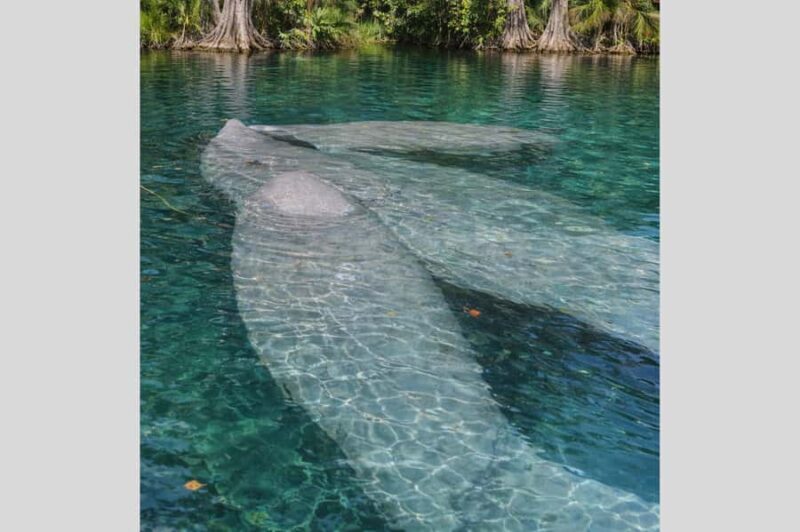 Silver Springs Kayak Tour with Orlando Pick Up - Deep Dive into the Experience