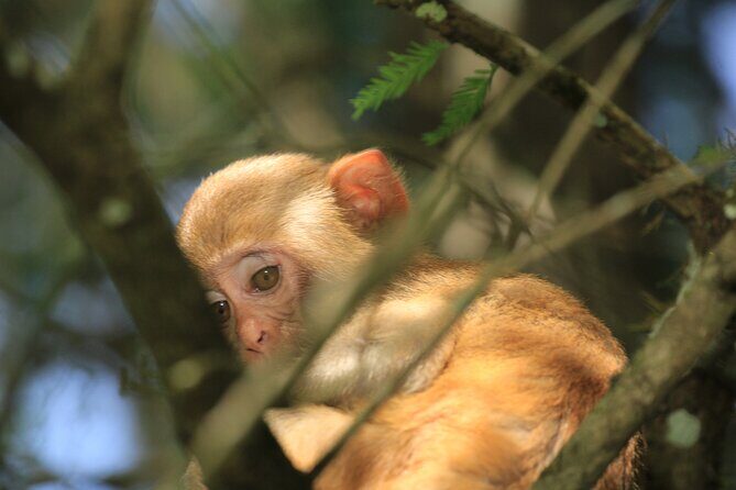 Silver Springs Manatee Kayak Tour - Whats Included and Whats Not