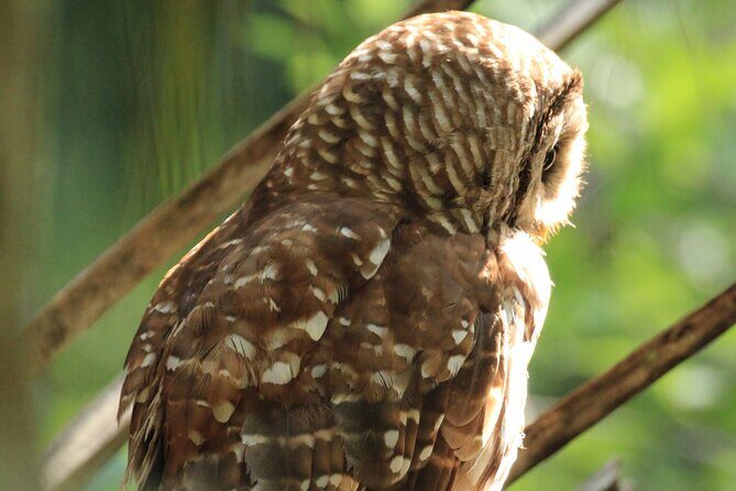 Silver Springs Manatee Kayak Tour - Who Will Enjoy This Tour?
