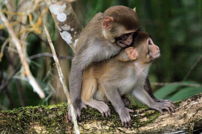 Silver Springs Manatee Kayaking Tour - Key Points