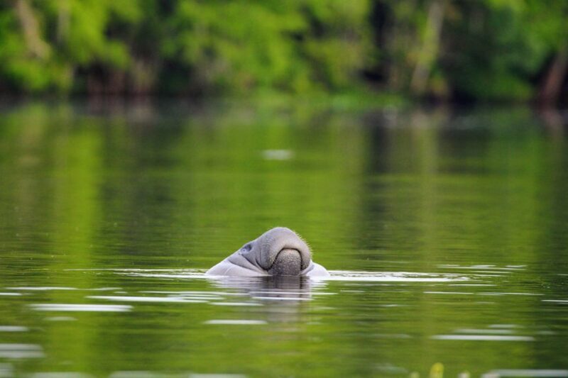 Silver Springs Manatee Kayaking Tour - A Detailed Look at the Silver Springs Kayaking Experience