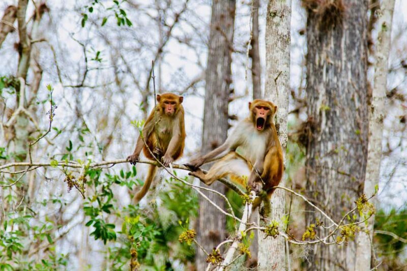 Silver Springs: Manatees, Monkeys, and Natural Spring Tour - Key Points