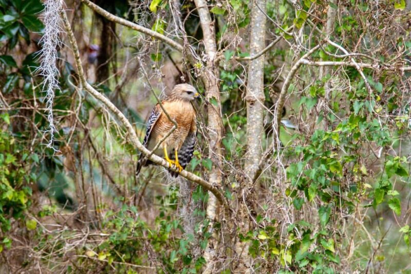 Silver Springs: Manatees, Monkeys, and Natural Spring Tour - FAQ